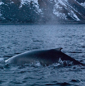 Orcas and humpback whales, Norway